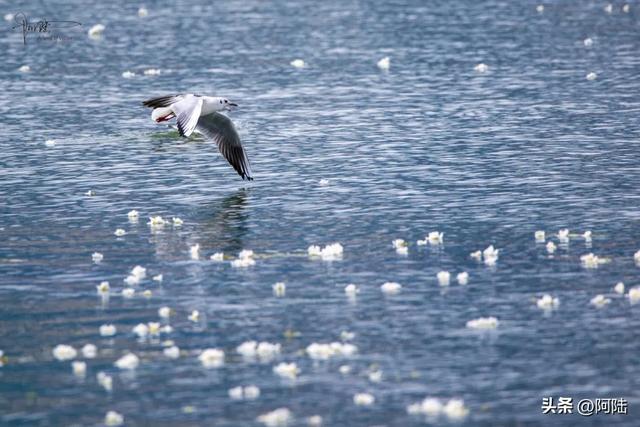 洱海边有个半圆形广场，不仅立着渔家女雕像，还是海鸥争宠的地方