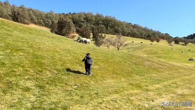 羊顶羊游戏破解版（女子正欣赏风景）