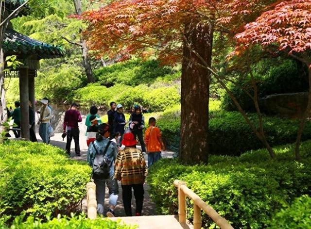 黄栌火红、银杏金黄，济南红叶谷美出圈！