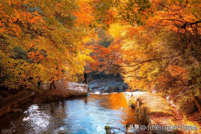 光雾山赏红叶实测攻略！中国红叶第一山，50 天赏期 + 3 大景区全吃透