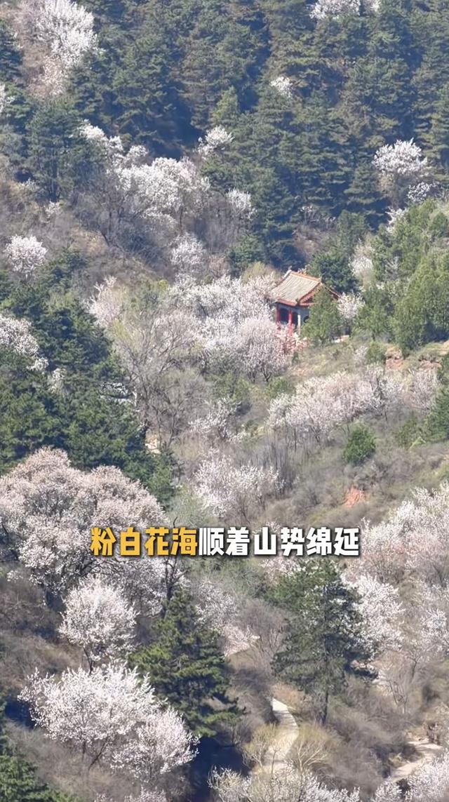 炸裂！长治屯留老爷山桃花海霸屏，春日限定浪漫谁懂啊！