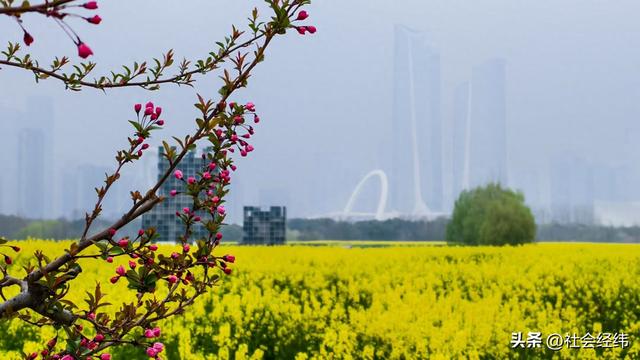 江心洲繁花似锦，油菜花海绘就春日油画
