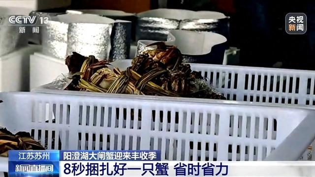 肉先生2破解版（金秋品蟹正当时 如何挑选肉厚膏满的螃蟹）