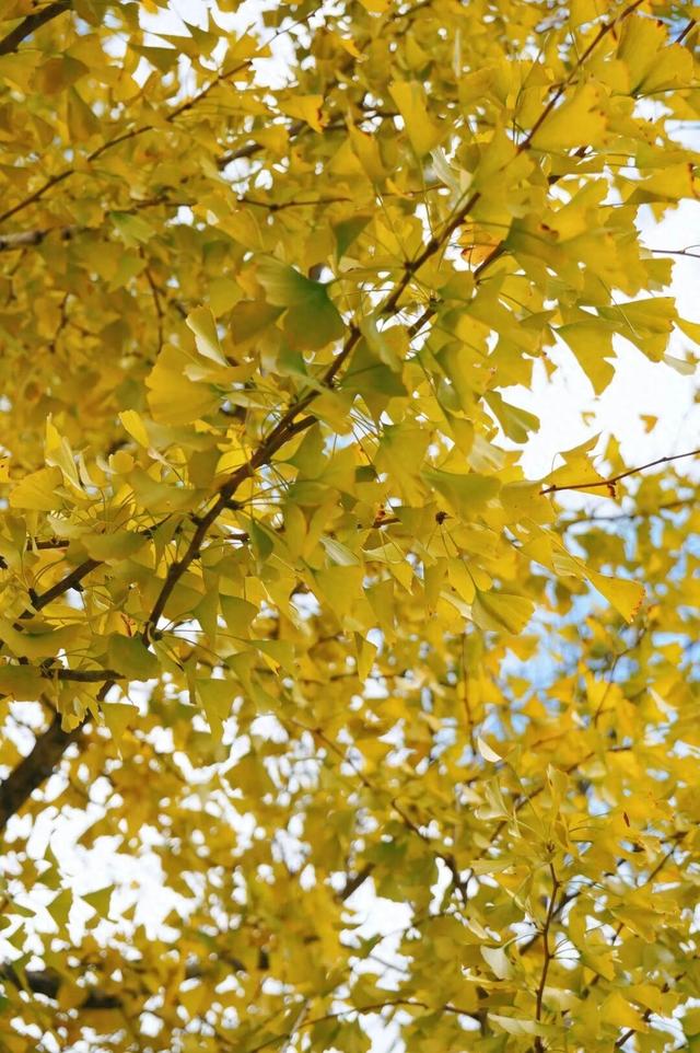 黄了！黄了！福州这里迎来颜值高峰！