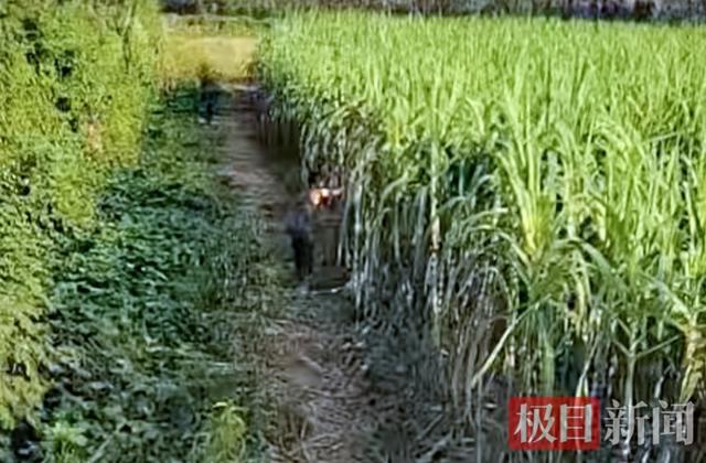 男子进国道旁无人采摘园砍了6根甘蔗,主动加老板微信付款,老板称陌生人诚信之举坚定其回乡创业信心