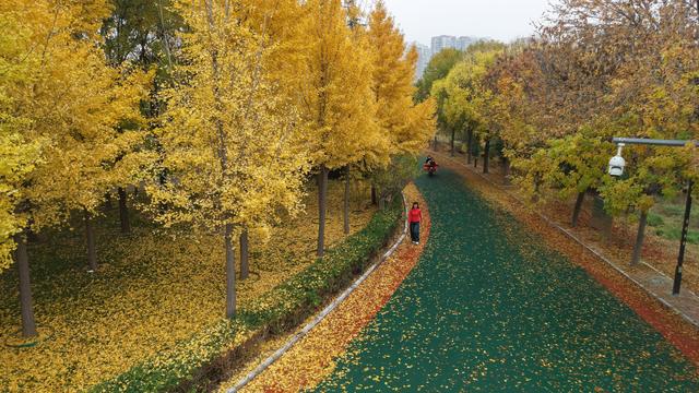 衡水市区青年公园：银杏“鎏金”醉游人