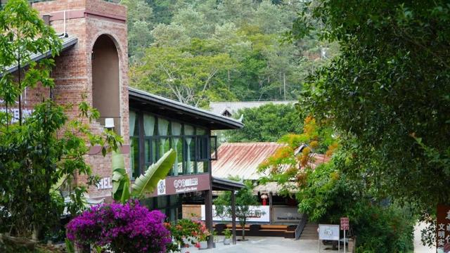思茅区：咖啡庄园迎来暑期旅游热 解锁“咖旅融合”新玩法
