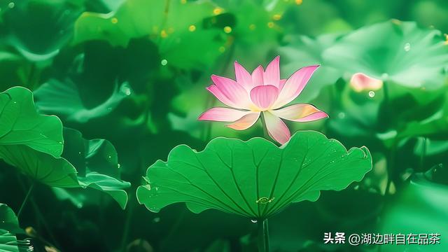 婚姻智慧分享：夫妻相处艺术，一定要掌握！