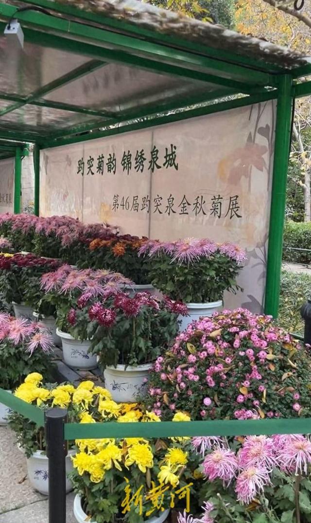 趵突泉换上初冬“限定皮肤” 菊花+银杏，氛围感拉满了