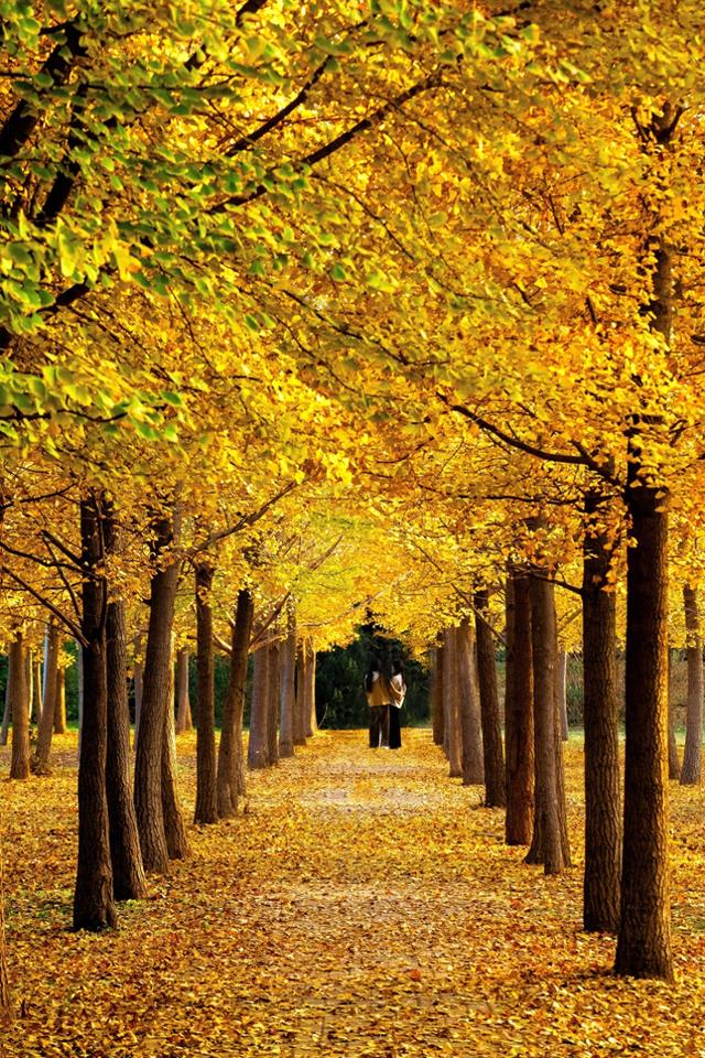 北京秋天金黄色的秘境公园，不收费的东坝郊野，已美成金色海洋