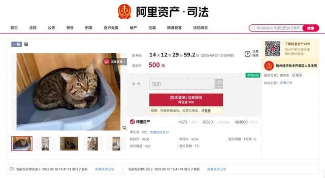 主人欠钱狸猫被法拍，引超4000人竞拍！猫咪的最终归宿在哪儿？律师解读