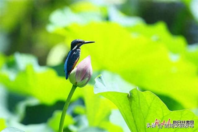 【节气里的大美中国·多彩甘肃】立秋