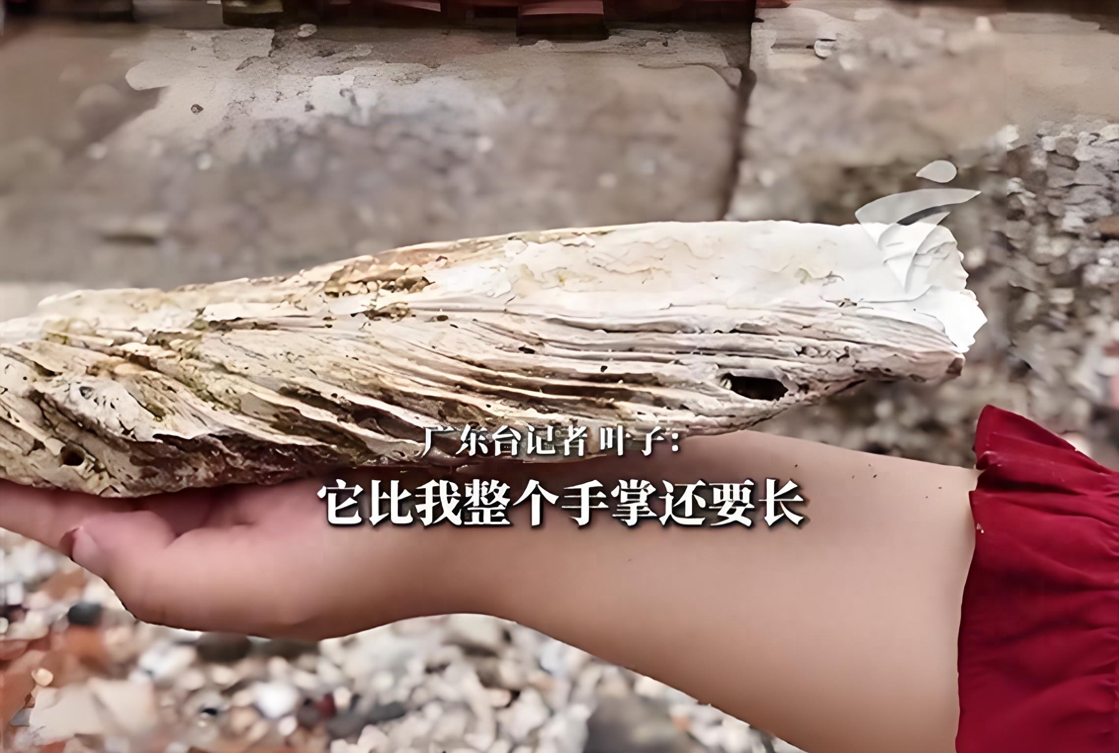 广州挖出手臂长大生蚝壳 宋代海洋生态见证