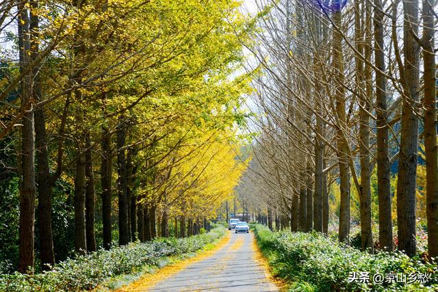 京山虎爪山赏秋：来得迟，景正好