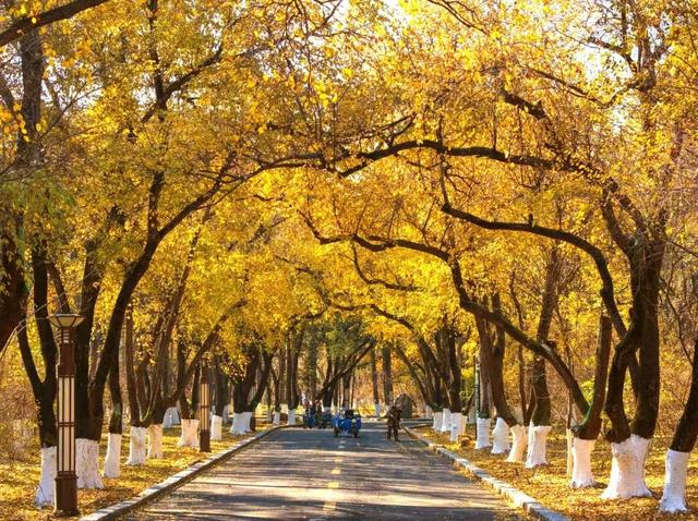 吉视界 | 金叶作毯,树影成画,南湖畔绘就北国之秋