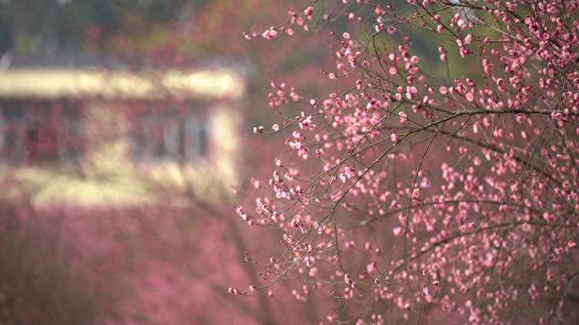 重庆大足：寒梅吐蕊迎新春 暗香浮动引客来