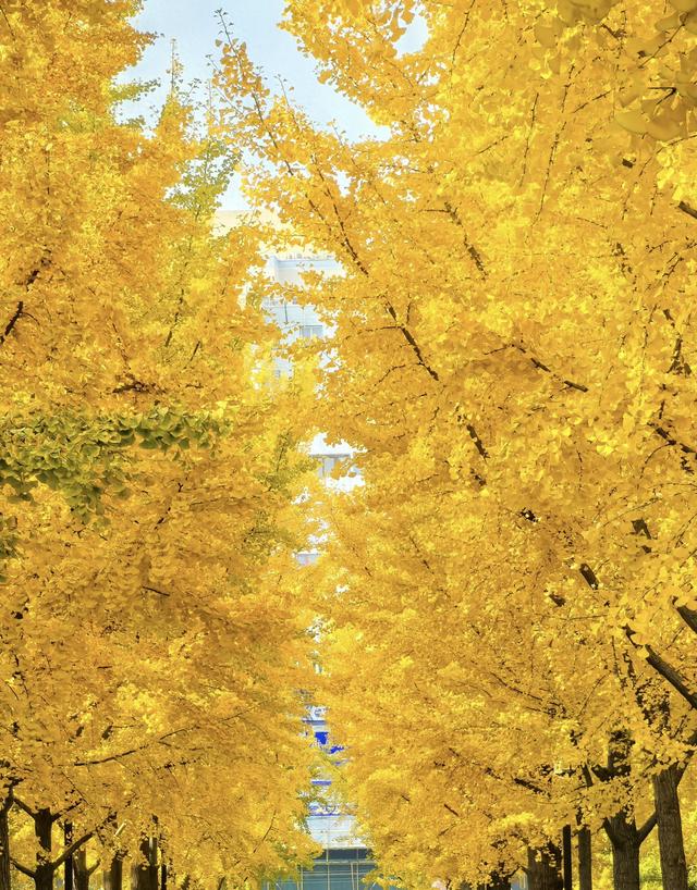 人间满目皆清欢，唯有银杏不负，秋金灿灿的银杏叶，金灿灿的海洋