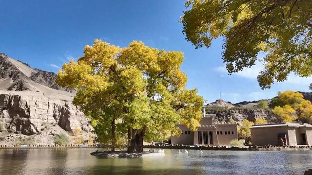 金色胡杨“绘”美景 国庆假期阿克塞多坝沟胡杨峡人气“狂飙”