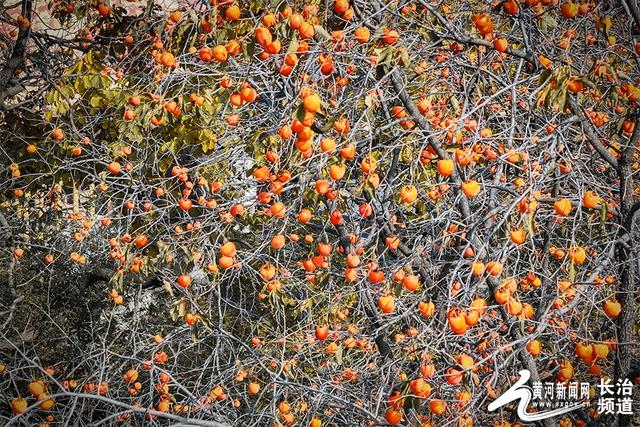 红透山间！长治老顶山“柿”意正浓
