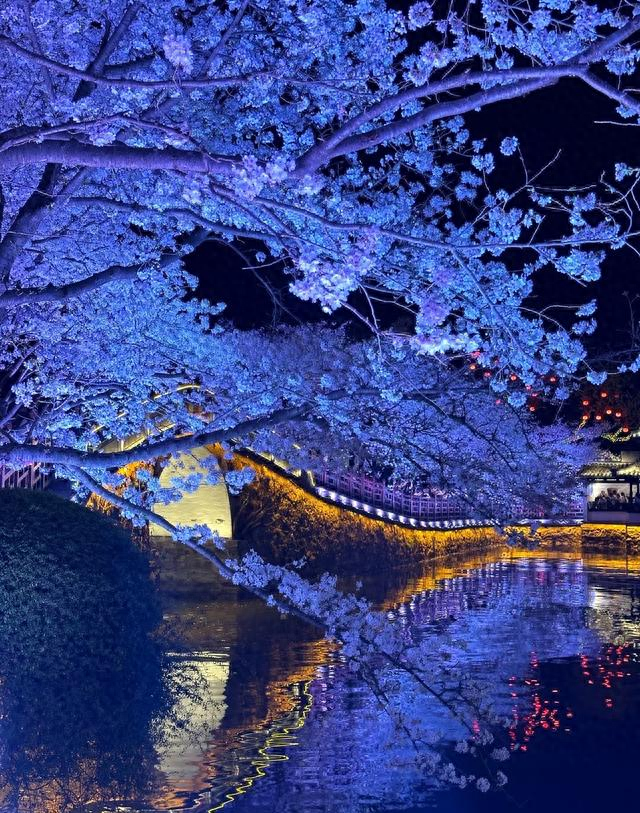 挤疯了！无锡鼋头渚夜樱 “炸街”，这场面给老外看都能吓一跳