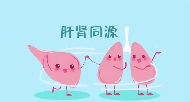 滋补肝肾丸作用?（补肾最大的王牌是强肝）