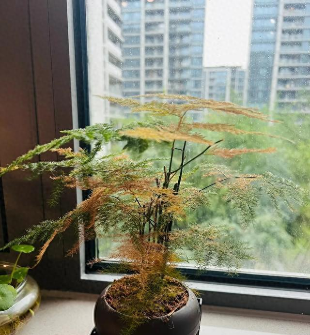 种花游戏破解版（6种花被拉入黑名单）