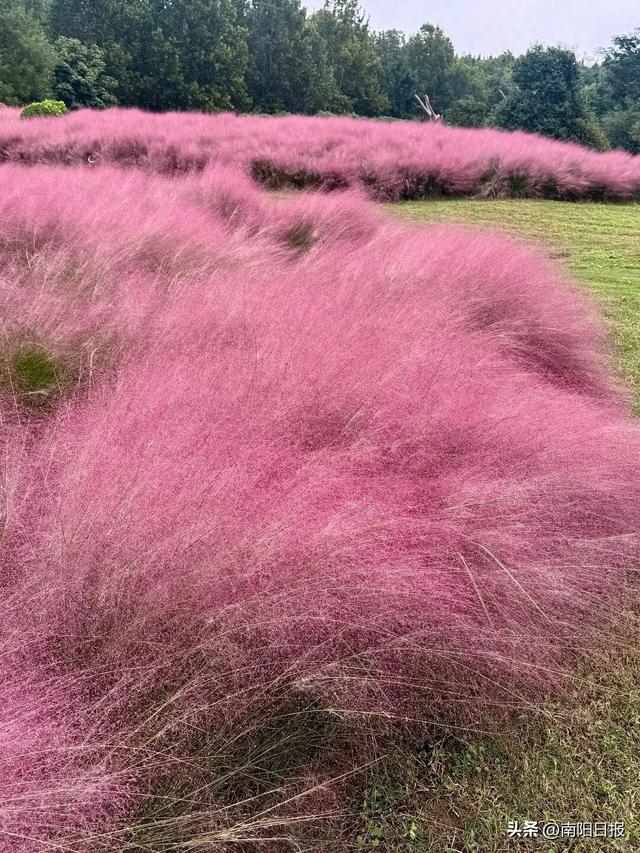 南阳秋色进行时：99%游客错过的6处绝美机位全公开