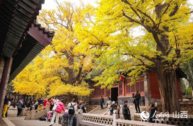 山西太原：秋染晋祠 百年银杏披“金甲”