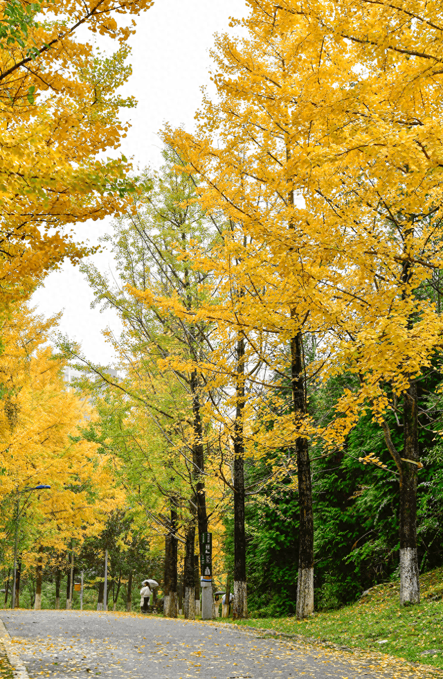 跟我回贵阳！周深发出家乡邀请，带你探寻他私藏的绿水青山！