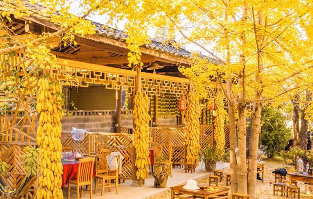 11月，去赏银杏吧！8个高颜值赏秋地，速来拍美照，挑一个就出发