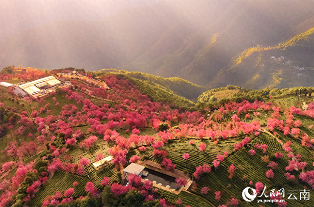 彩云之南春归早 无量山万株樱花迎冬绽放