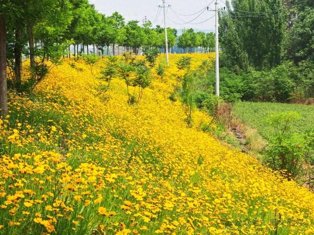 今天，送你花满坡！巩义这片“金色花海”超出片→