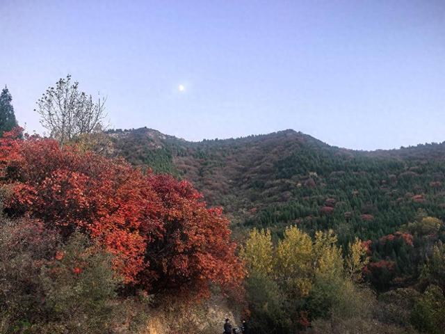 在捎近村遇见漫山红叶，还有千年降龙木守着整片秋光！