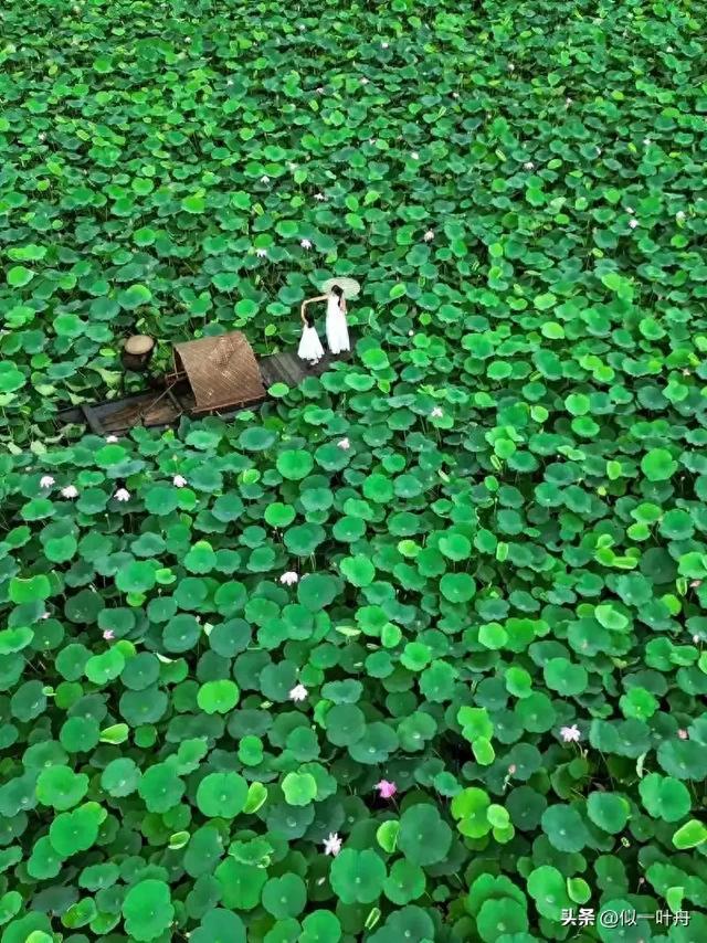 误入仙境的七月行