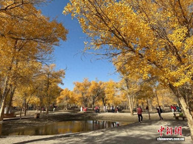 甘肃秋日限定：戈壁胡杨绘就金色秘境