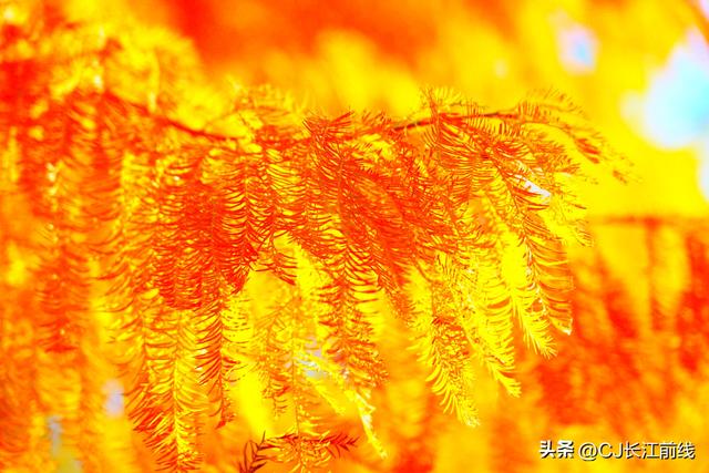 河南淮滨：落羽杉廊道染成红杉道