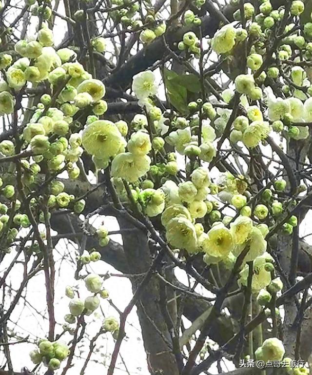 成都市区绿梅、青梅开花了，不用远去大邑，免费，非常惊艳！
