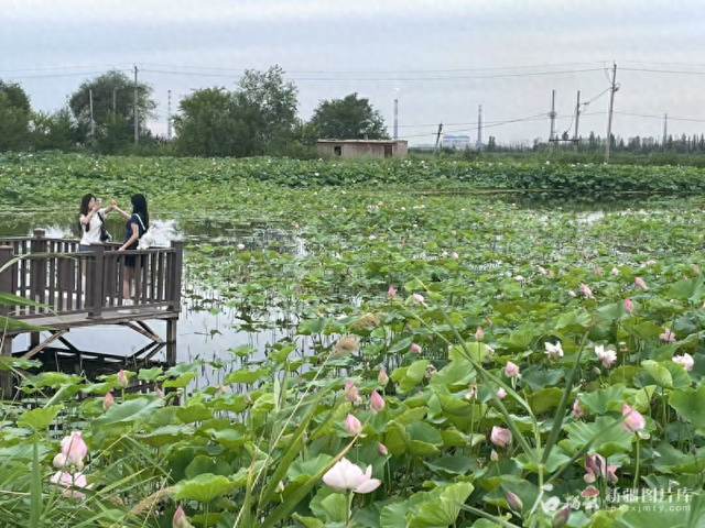 新疆是个好地方丨玛纳斯县八家户村江南韵引客来