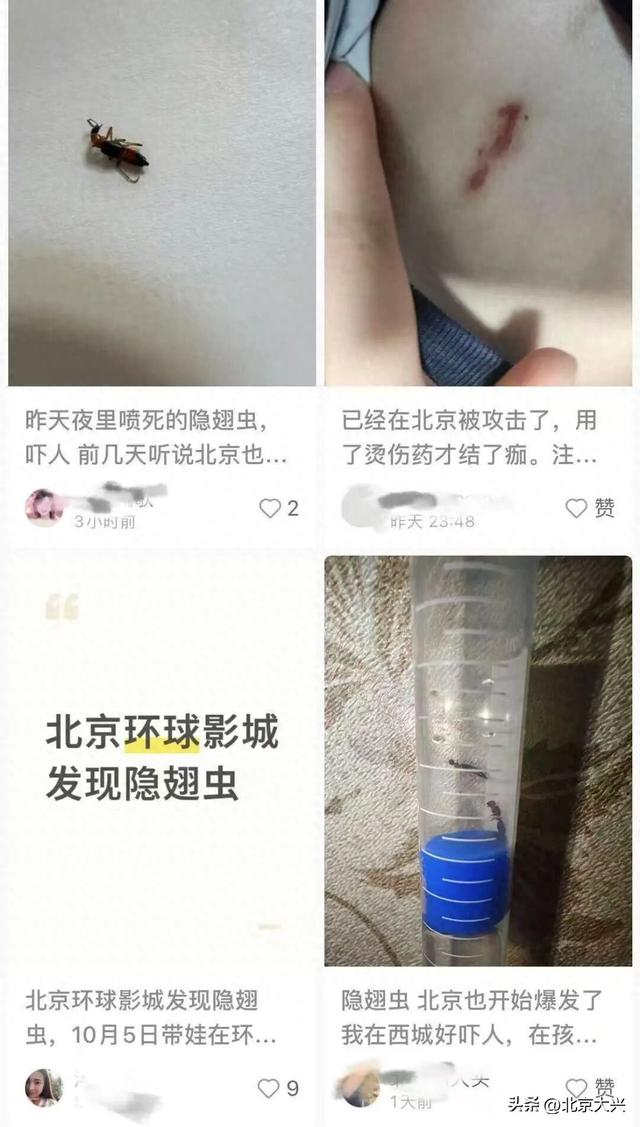北京已有人“中招”！遇到这种虫千万别拍，有人差点“毁容”