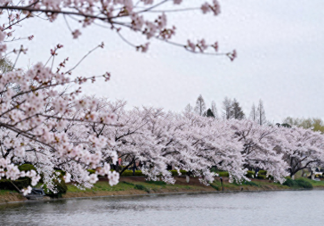 无锡又一公园爆火！20000 余株樱花全绽放，地铁直达还免费