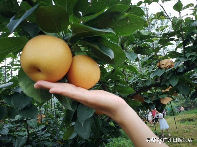 夏日“甜蜜派”：岭南“解暑神器”进入采摘季