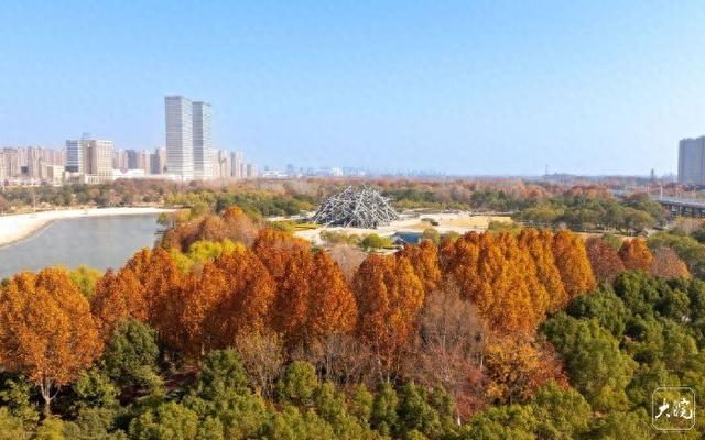 层林尽染绘初冬 合肥滨湖塘西河公园展生态画卷
