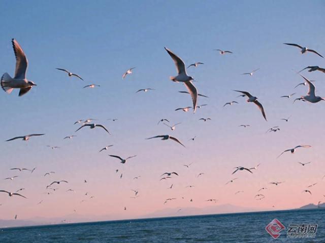 向鸥而居 心安云南