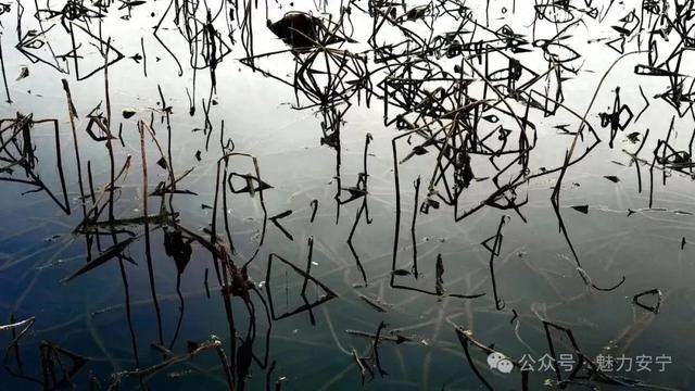 安宁摩所营：藕香满池好“丰”景