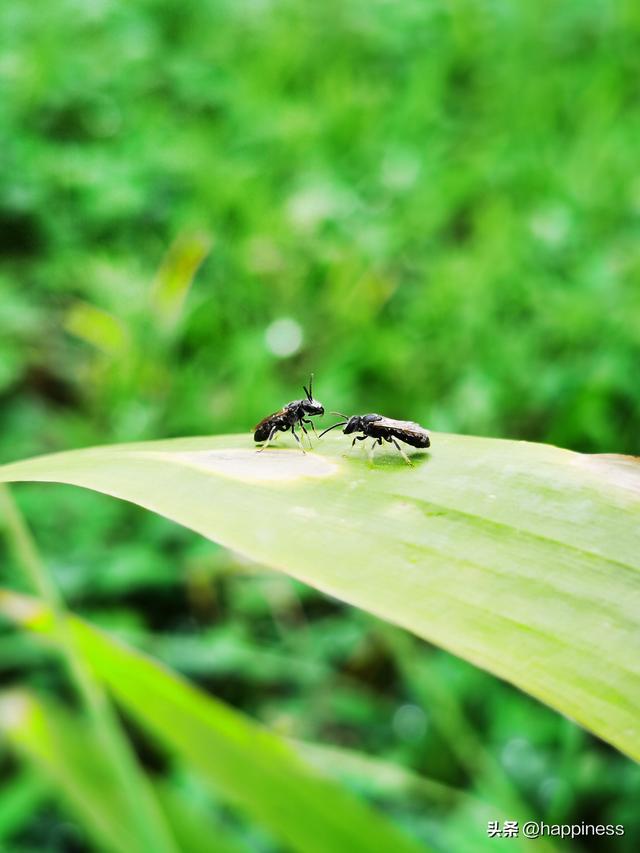 原创拍摄	，叶尖上的小虫（第一篇）