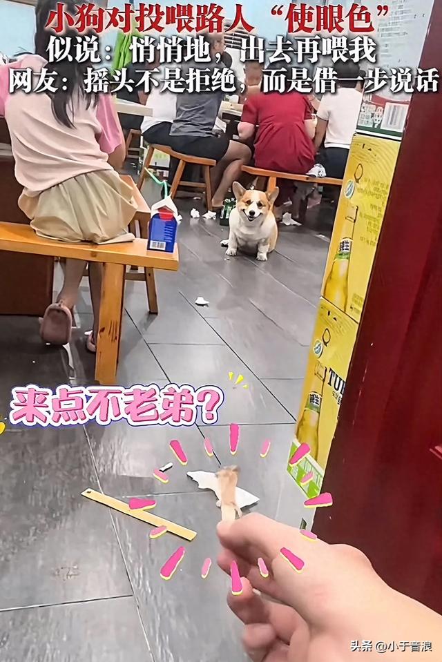 网友投喂饭店主人养的柯基，柯基怕主人发现，竟然对网友使眼色