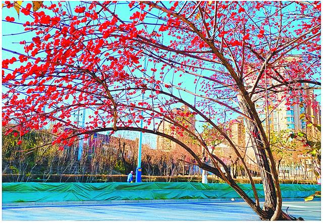 红果盈枝 禽影纷驰