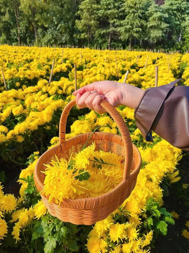 塘坊李的菊花开疯了