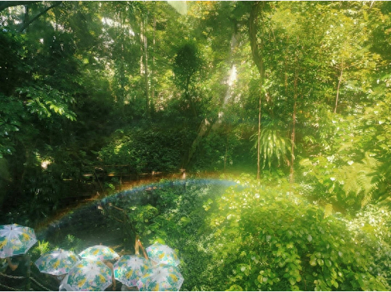 青青世界：雨林里的愉悦景观