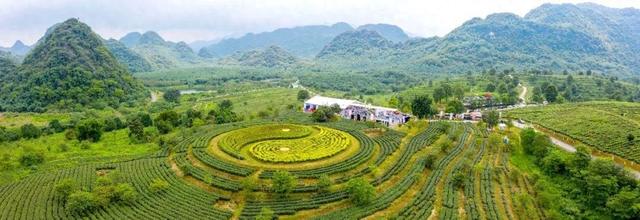 英德红茶的介绍（正宗的英德红茶介绍建议收藏避免踩坑）
